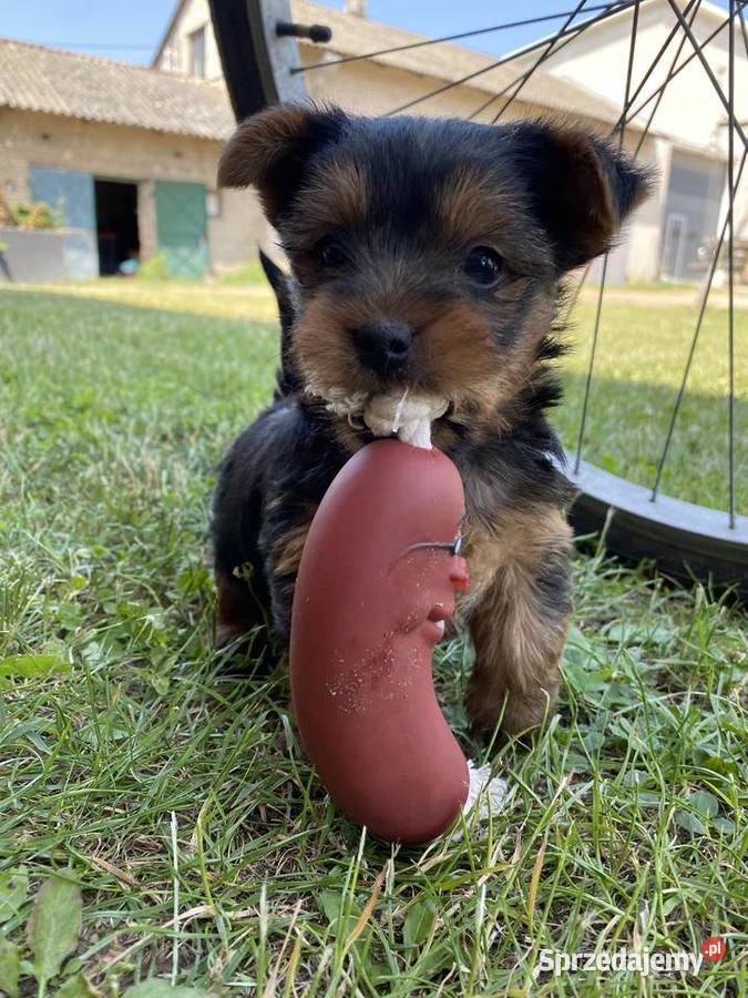Sprzedam śliczne małe yorki sprzedam