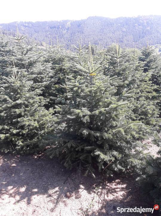 Gałęzie z jodły kaukaskiej stroisz choinki Legnica sprzedam