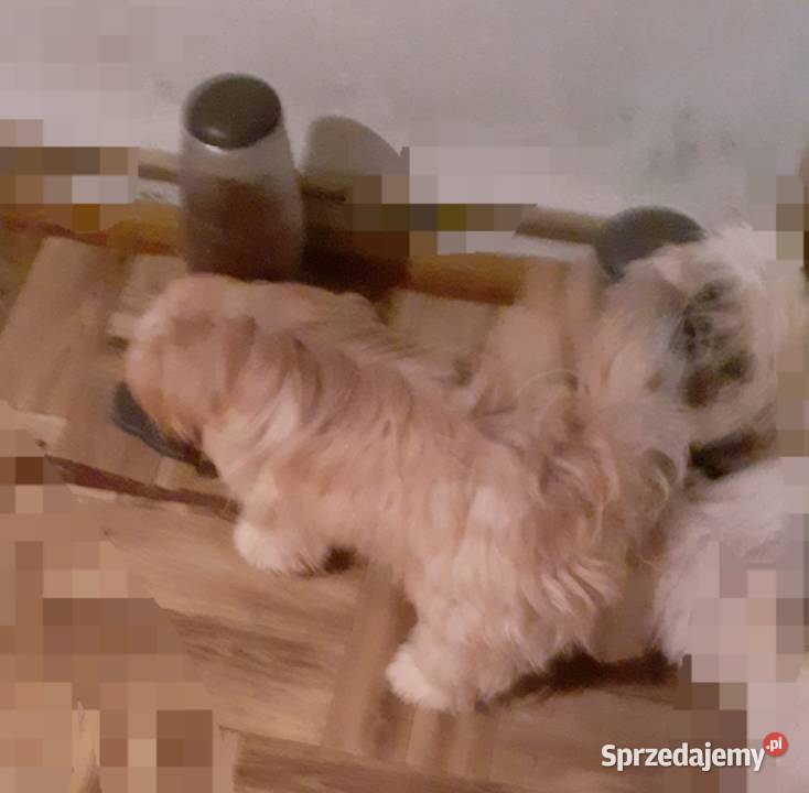 Lhasa apso kuzyn shih tzu Rydułtowy