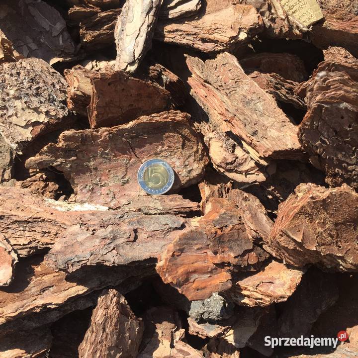 Kora Sosnowa GRUBA Frakcja 10100mm Brzeźno