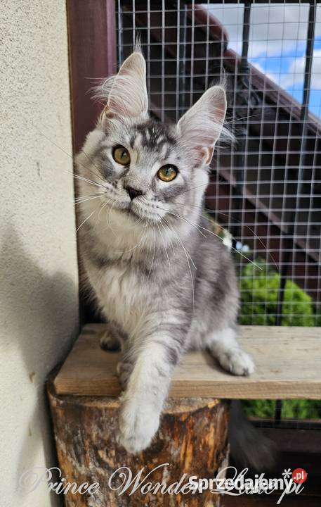 Srebrzysty tikowany Maine Coon Maine Coon Gdańsk