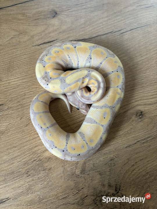 Python królewski Banana