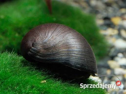 Rybki akwariowe Pińczów