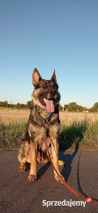 Owczarek niemiecki krótkowłosy suczka czarna sprzedam