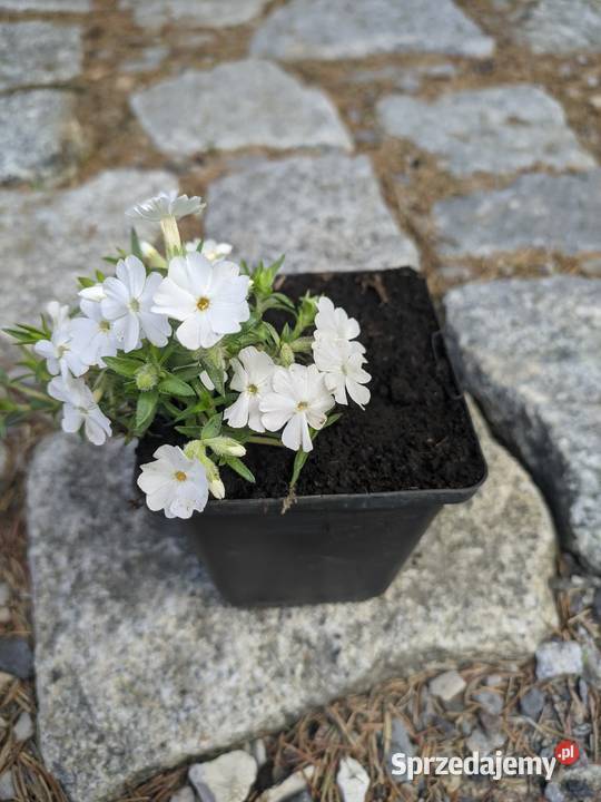 Floks Biały szydlasty lubelskie Lublin sprzedam