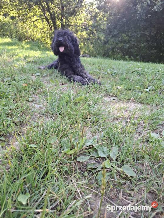 Staffordshire Bull Terrier Pudel szczenie Rzeszów