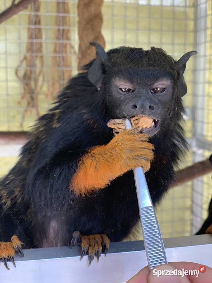 Tamaryna Złotoręka parka z wolierą małopolskie Szczyglice