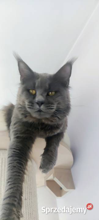 Kocur Maine Coon Częstochowa sprzedam