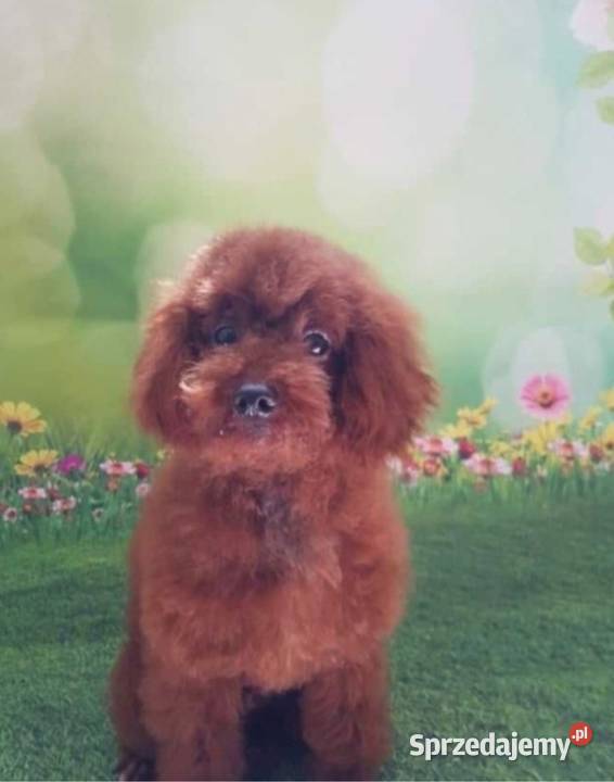 Pudel toy suczka czarna Wyszków