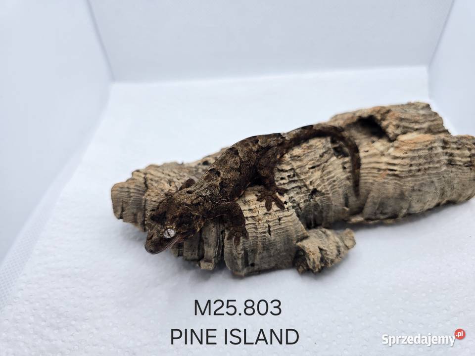 Gekon omszały Gady i płazy śląskie Zawiercie