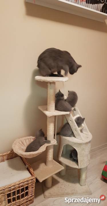 Koty Brytyjskie Niebieskie