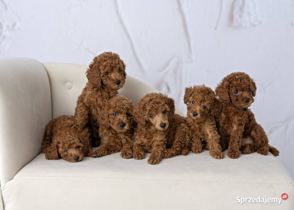 Pudel toy i miniatury red Pozostałe Koszalin