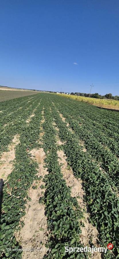 Sadzonki truskawki 50gr Pozostałe Stężyca-Kolonia