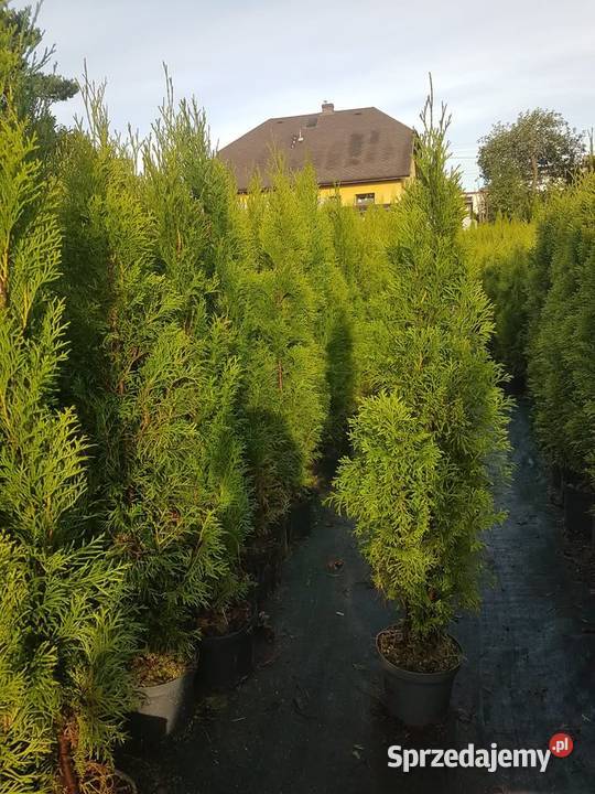 Wyprzedaż przedsezonowa tuje różne wysokości Iglaste Częstochowa