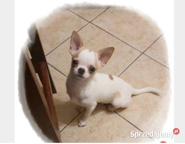 Chihuahua śliczny odchowany piesek biały w łatki Częstochowa