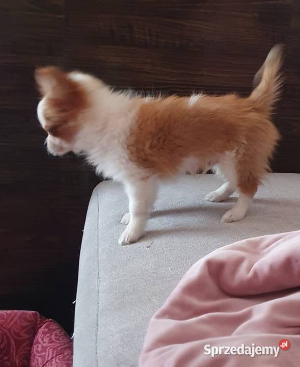 Malutki piesek chihuahua Chihuahua lubelskie Lublin
