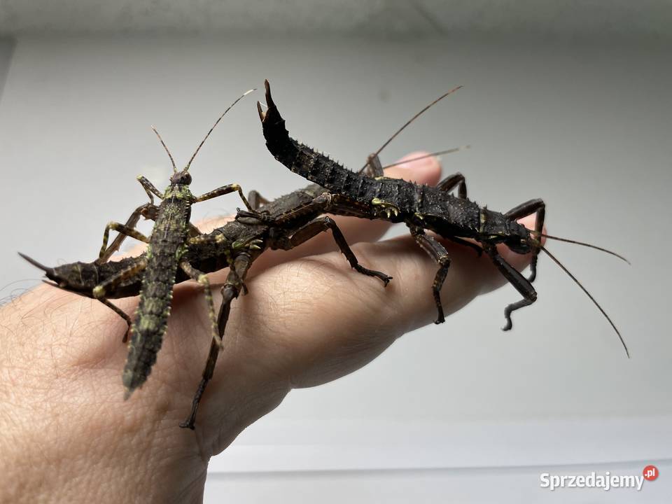 straszyki nowogwinejskie i australijskie śląskie Gliwice