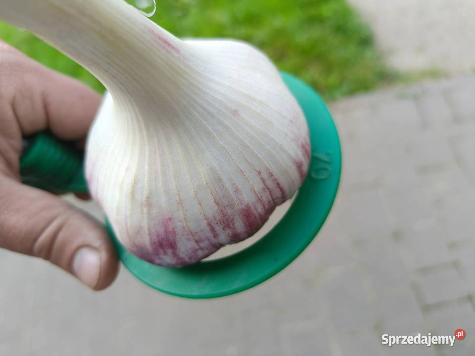 Sprzedam czosnek Lubasza Kazach Violetta