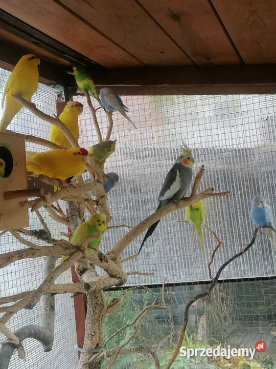 Papugi faliste i kozy Opalenica sprzedam