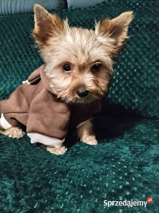 Yorkshire terrier chłopiec mini Mogilno
