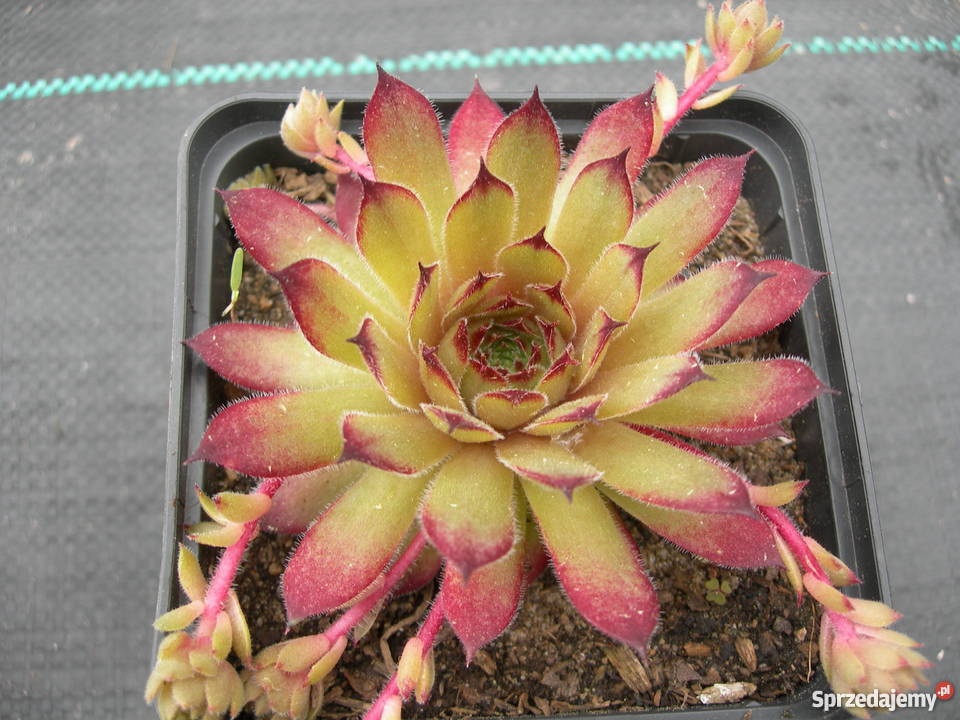 ROJNIK Sempervivum 30 Odmian Toporów