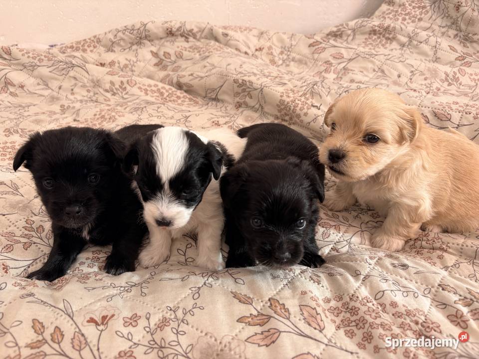 Suczki i piesek Maltipoo F1B z rodowodem szukają kochających domów ?
