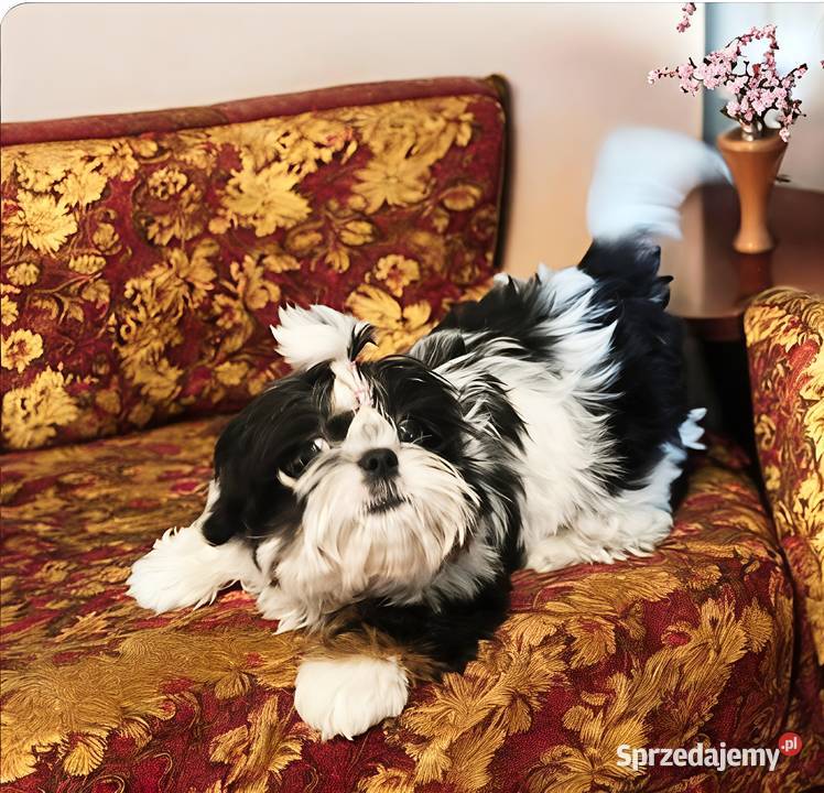 Shih tzu suczka piękna Wałbrzych