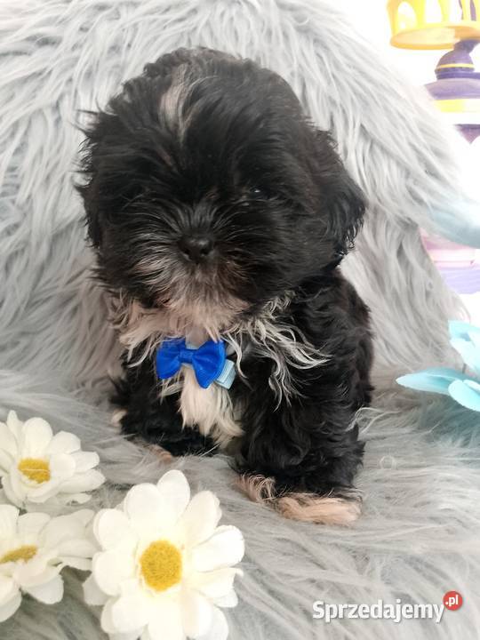 GOTOWY DO ODBIORU czarny piesek rasy ShihTzu Namysłów sprzedam