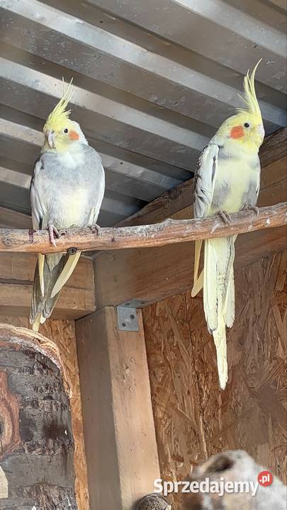 Papugi nimfy para Strzegom sprzedam