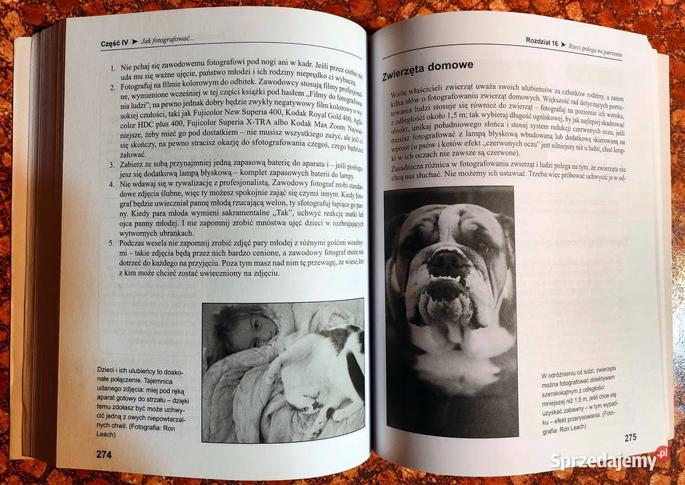 Fotografia żółtodziobów Mike Stensvold Lublin sprzedam