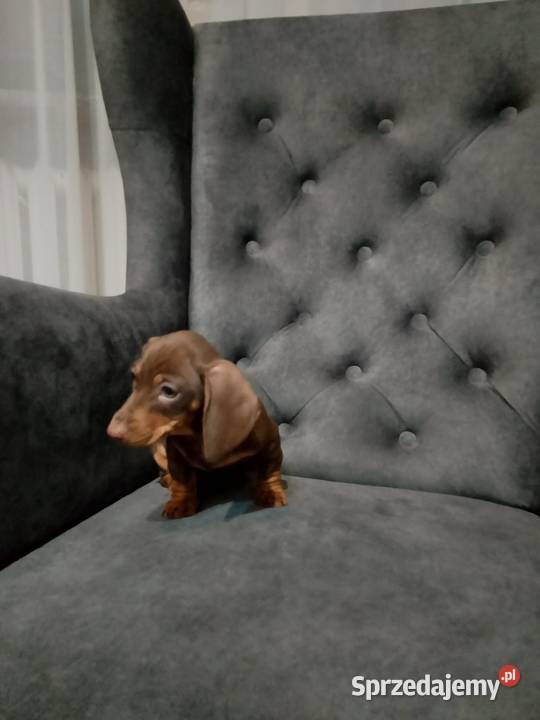 Jamnik czekoladowy piesek mazowieckie Żyrardów