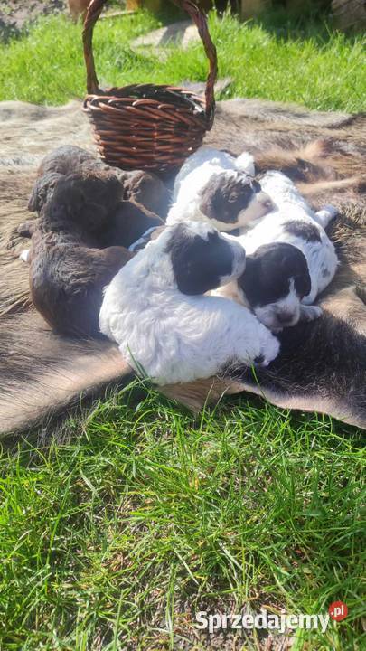 Lagotto Romagnolo Zakątek Bystrego FCI Zwierzęta Augustów
