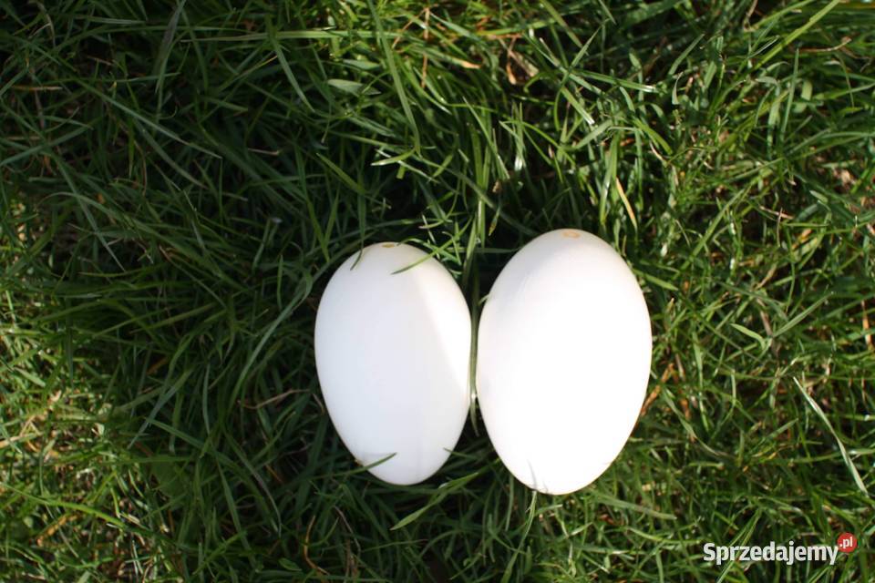 Wydmuszki Jaj Gęsich Lipno