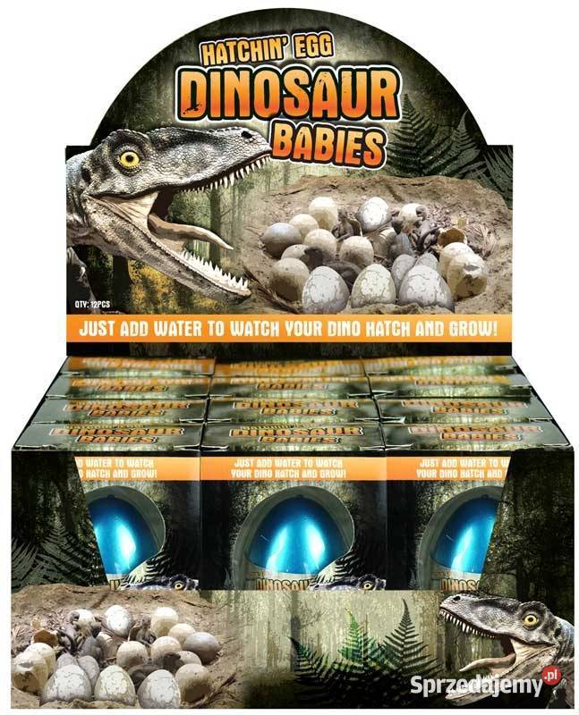 Dinozaur Jajo do Wyklucia Wzrostu MAGIC Dino EGG CE  Mogilany
