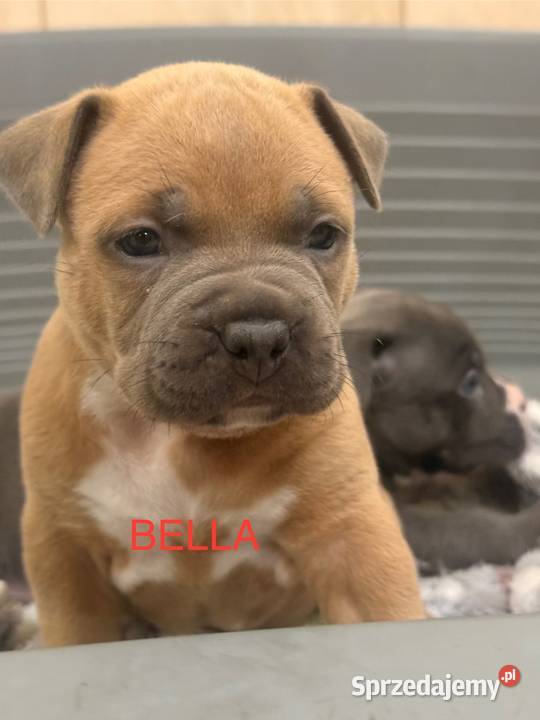 Amstaff Zapraszamy do rezerwacji Szczenięta o warmińsko-mazurskie Sarnowo sprzedam