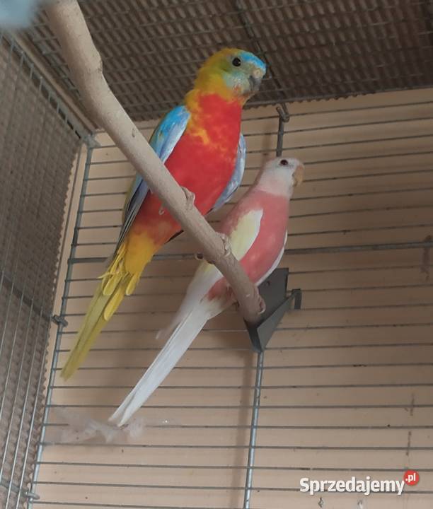 Liliank papugiililianki różowe Kłodzko