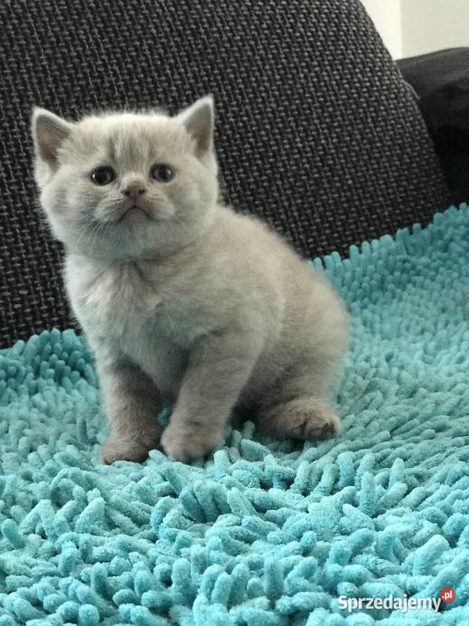 Koty brytyjskie Dębica sprzedam