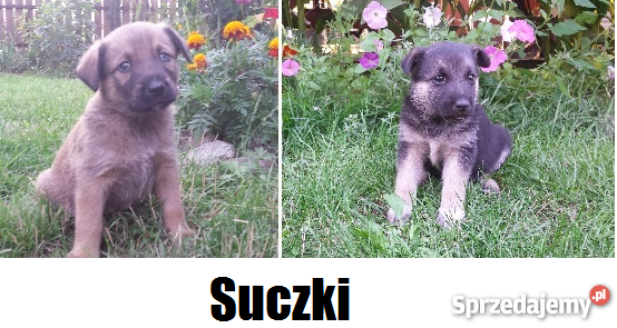 Psy szczeniaki 5 tygodni Odrobaczone Krzątka