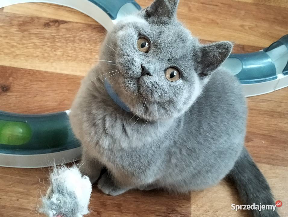 Śliczny kocurek niebieski Rodowód Międzynarodowy