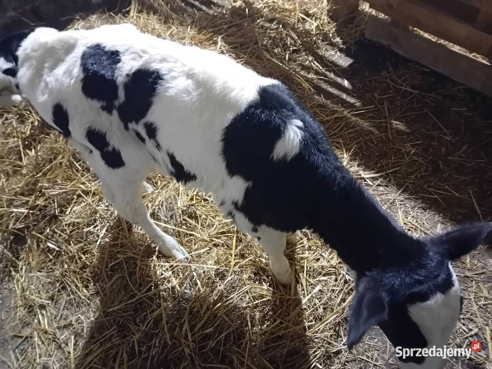 4jalowki Bydło Rossosz