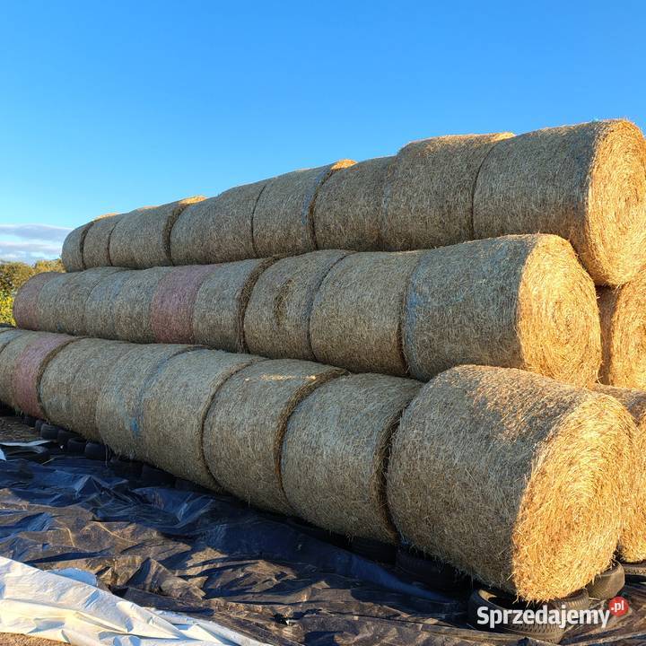 Słoma 150x120 Przybysławice