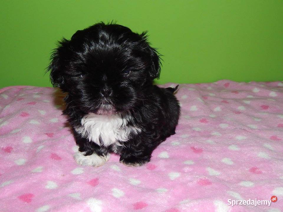 Shih Tzu Śliczny Czarny Maleńki Chłopczyk Dąbrowa Górnicza sprzedam