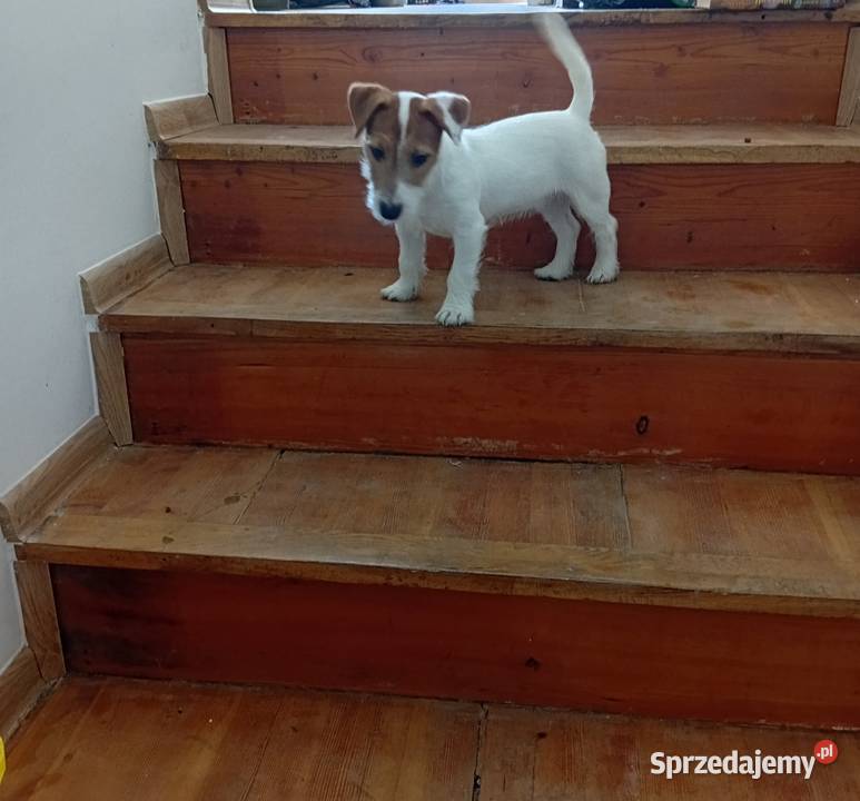 Szczeniak Jack Russell terrier szorstkowłosy Legnica