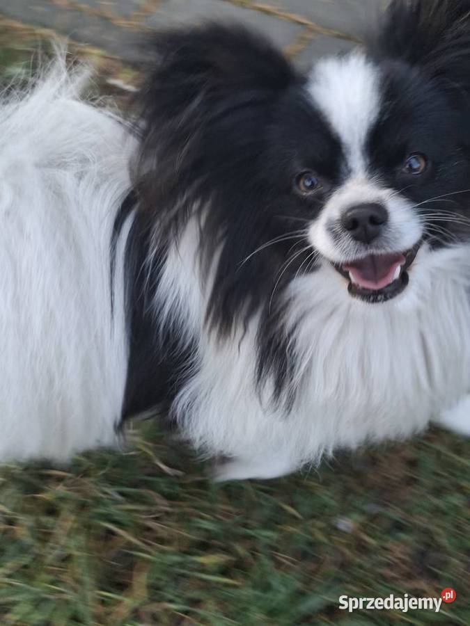 Spaniel kontynentalnyPapilon Łask sprzedam