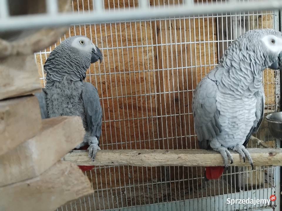 Samica i samiec Żako świętokrzyskie Bogoria