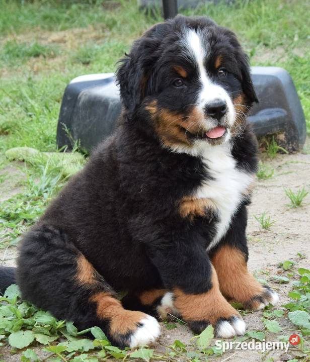 berneński pies pasterski zkwp Rogoźnik