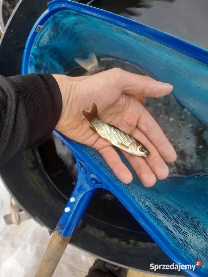 RYBY NARYBEK KARPIA KOI JESIOTR ALBINOS KARAŚ Kleczew
