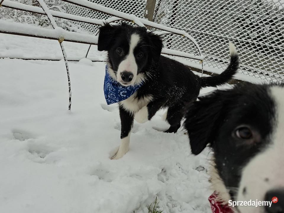 Border Collie szczeniaki inteligentne dolnośląskie Ziębice