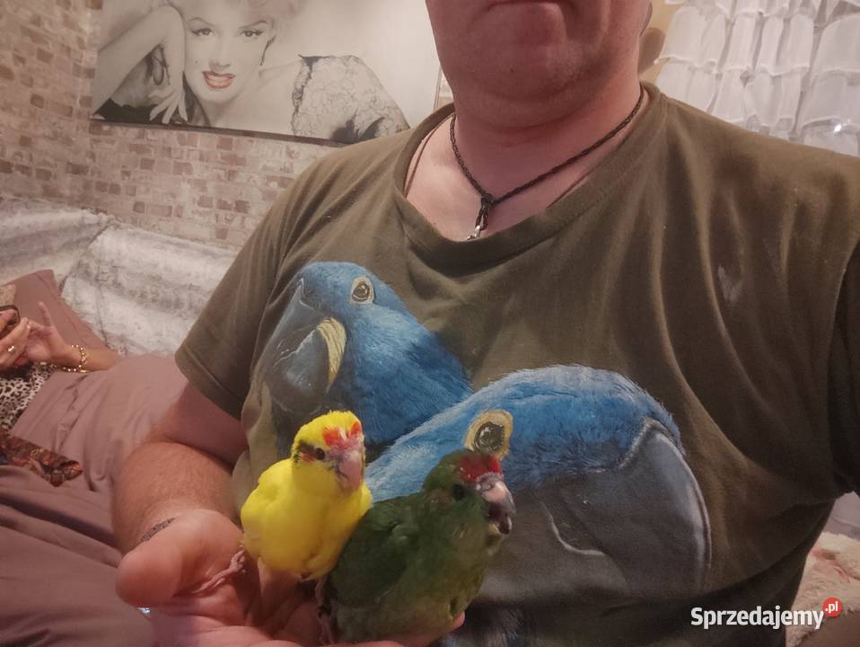 Ręcznie karmione papużki Modrolotki sprzedam Zgierz