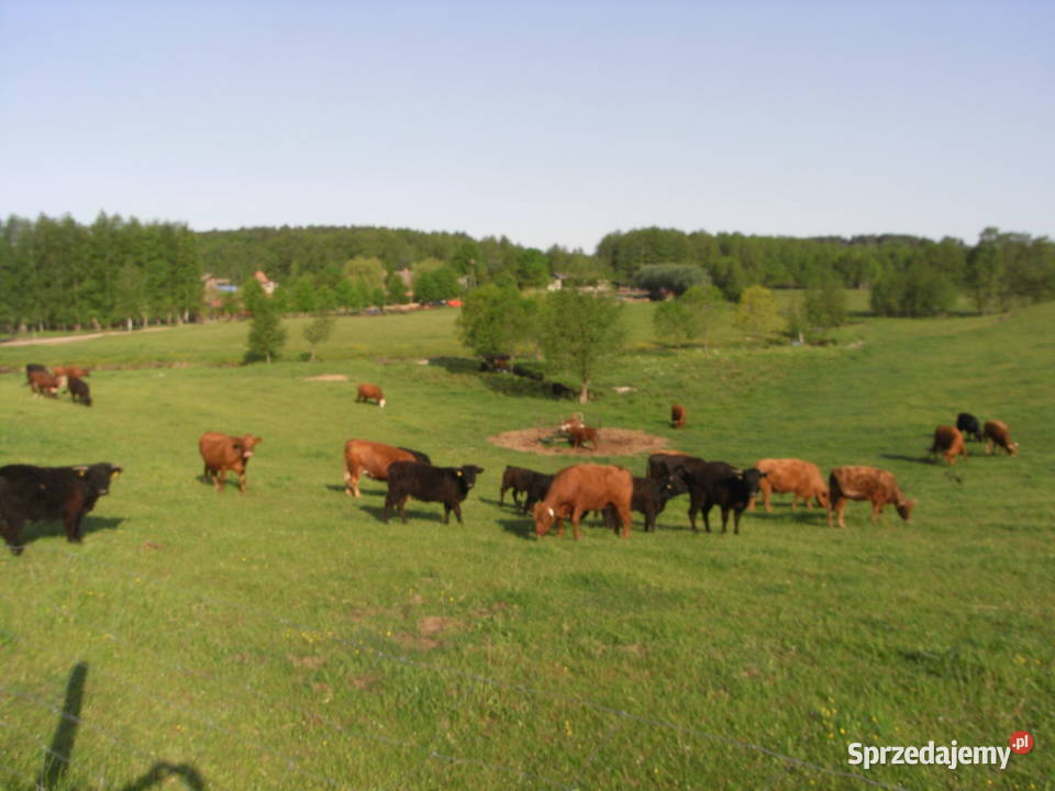 Krowy stado mięsne mieszańce
